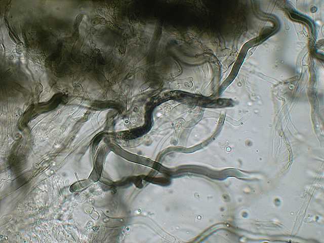 Hydropus atramentosus     (Kalchbr.)    Kotl. & Pouzar